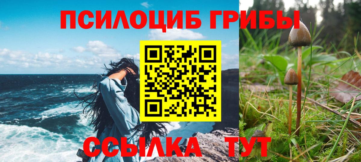 Галлюциногенные грибы Psilocybine cubensis Химки